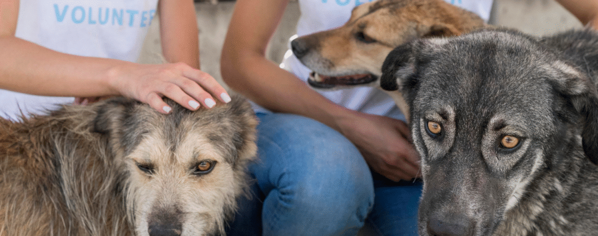 Animal Shelter Fundraising Ideas